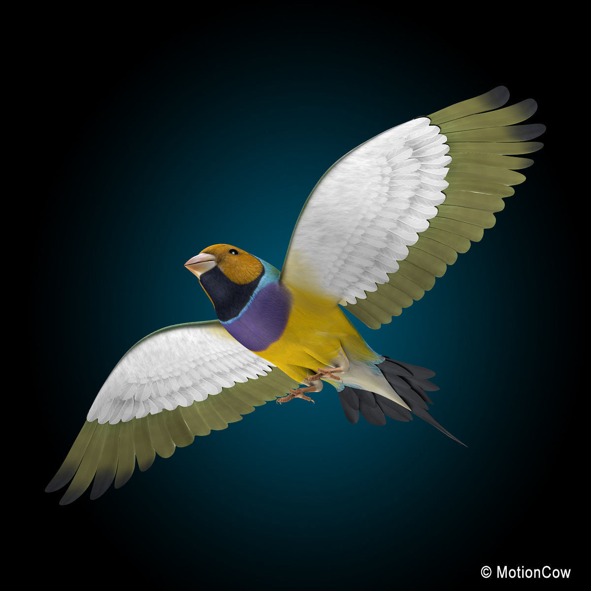 Finch - Flight 3D model_8