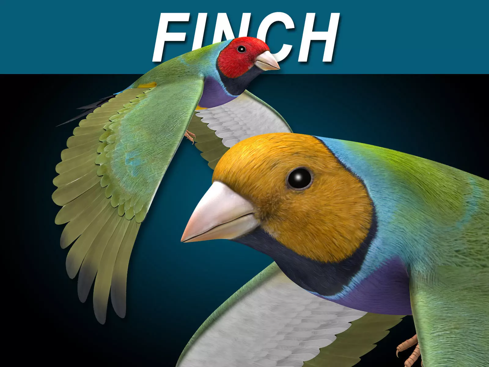Finch - Flight 3D model_0