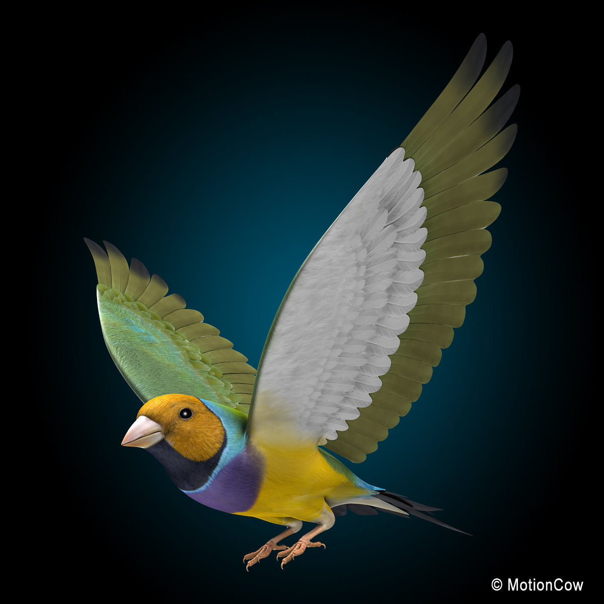 Finch - Flight 3D model_2