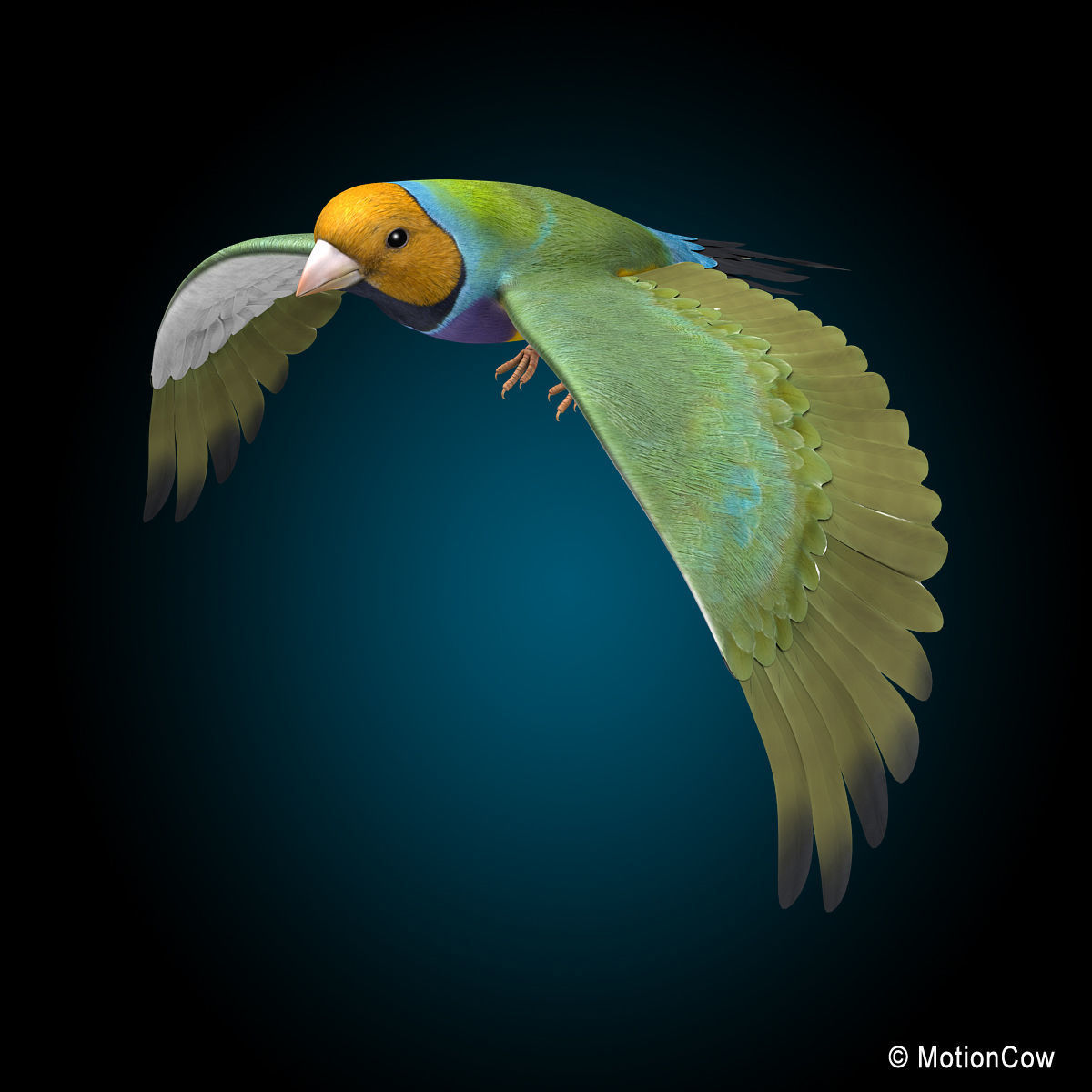 Finch - Flight 3D model_5