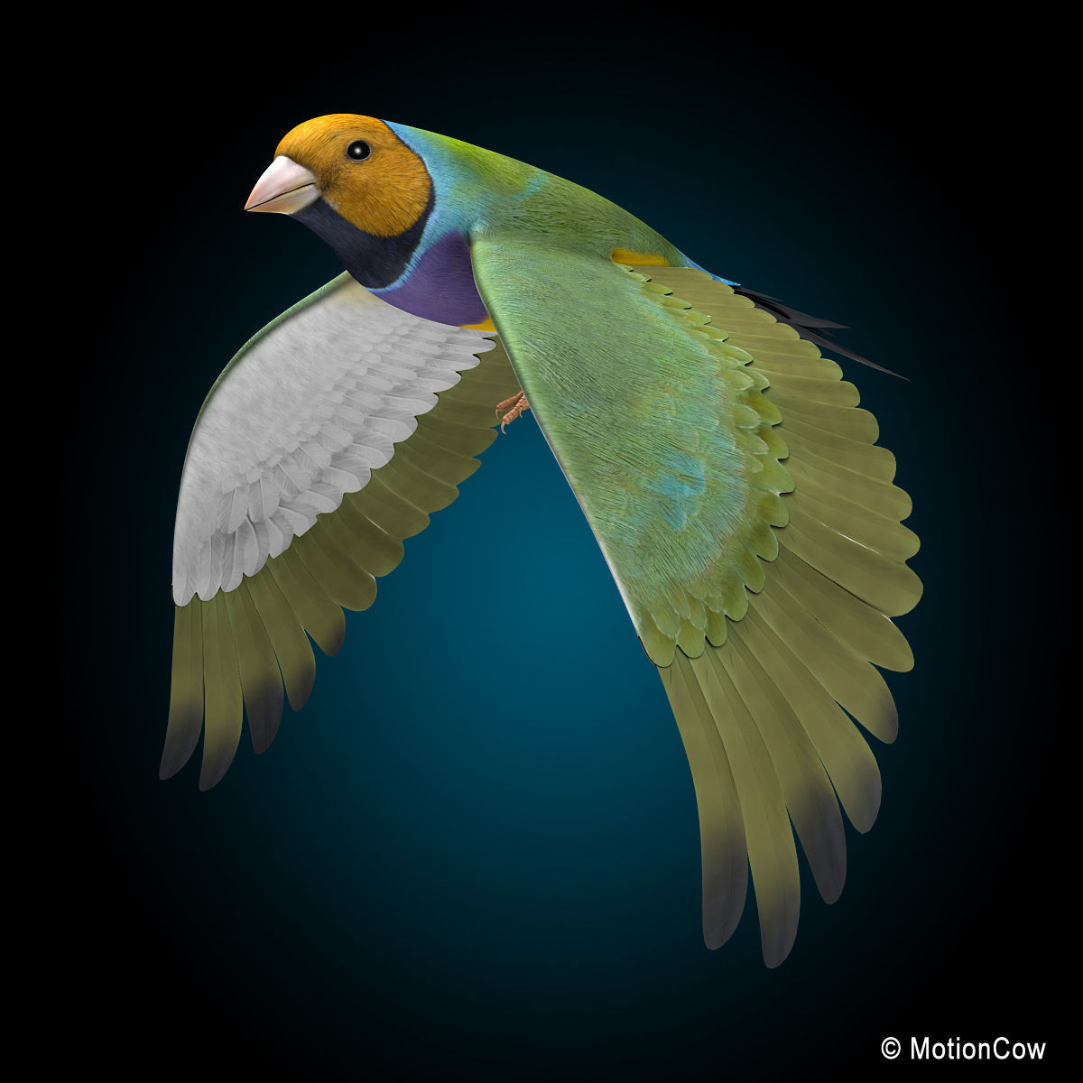 Finch - Flight 3D model_4