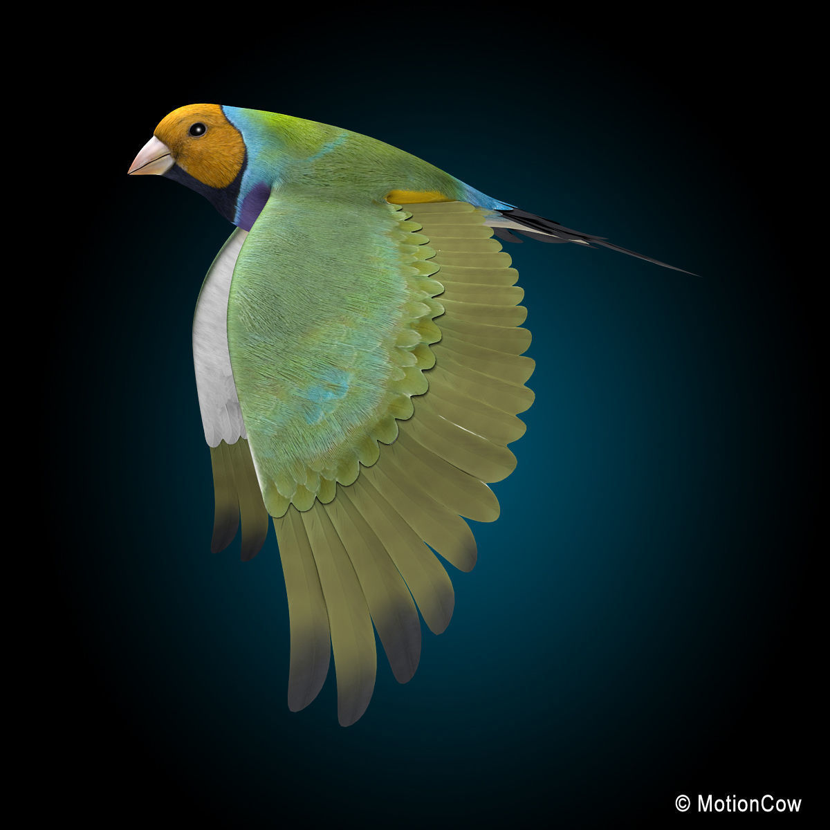 Finch - Flight 3D model_10