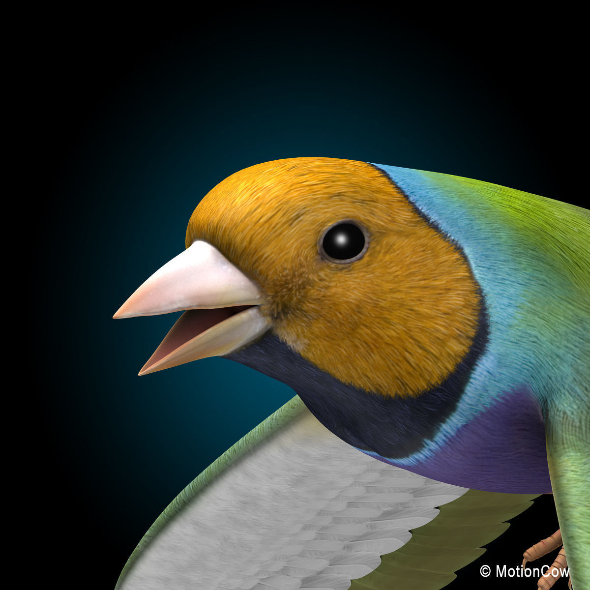 Finch - Flight 3D model_13