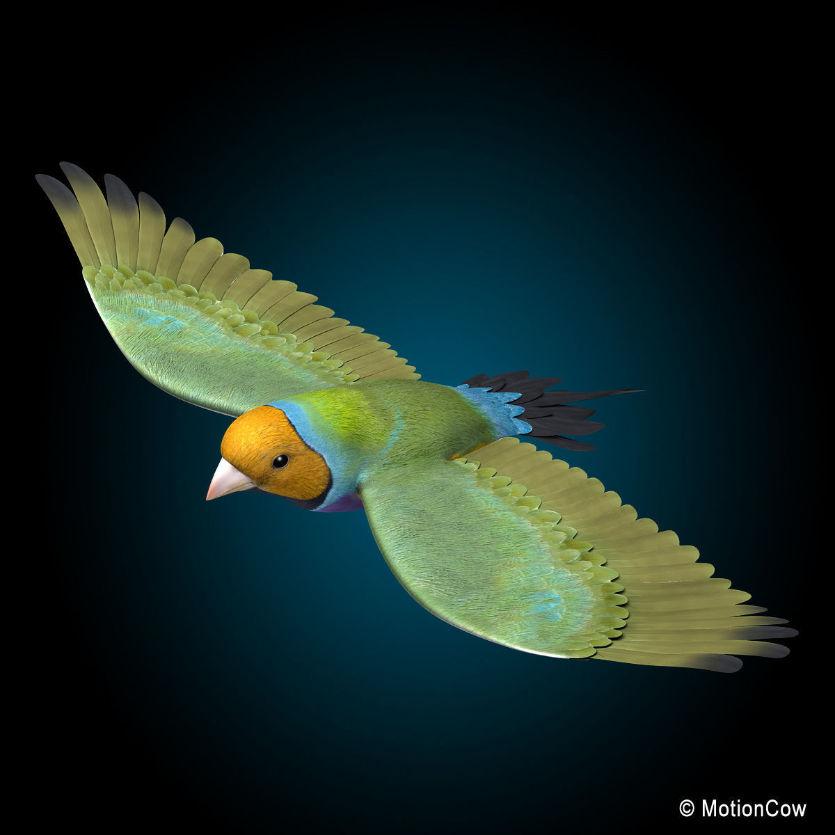 Finch - Flight 3D model_6