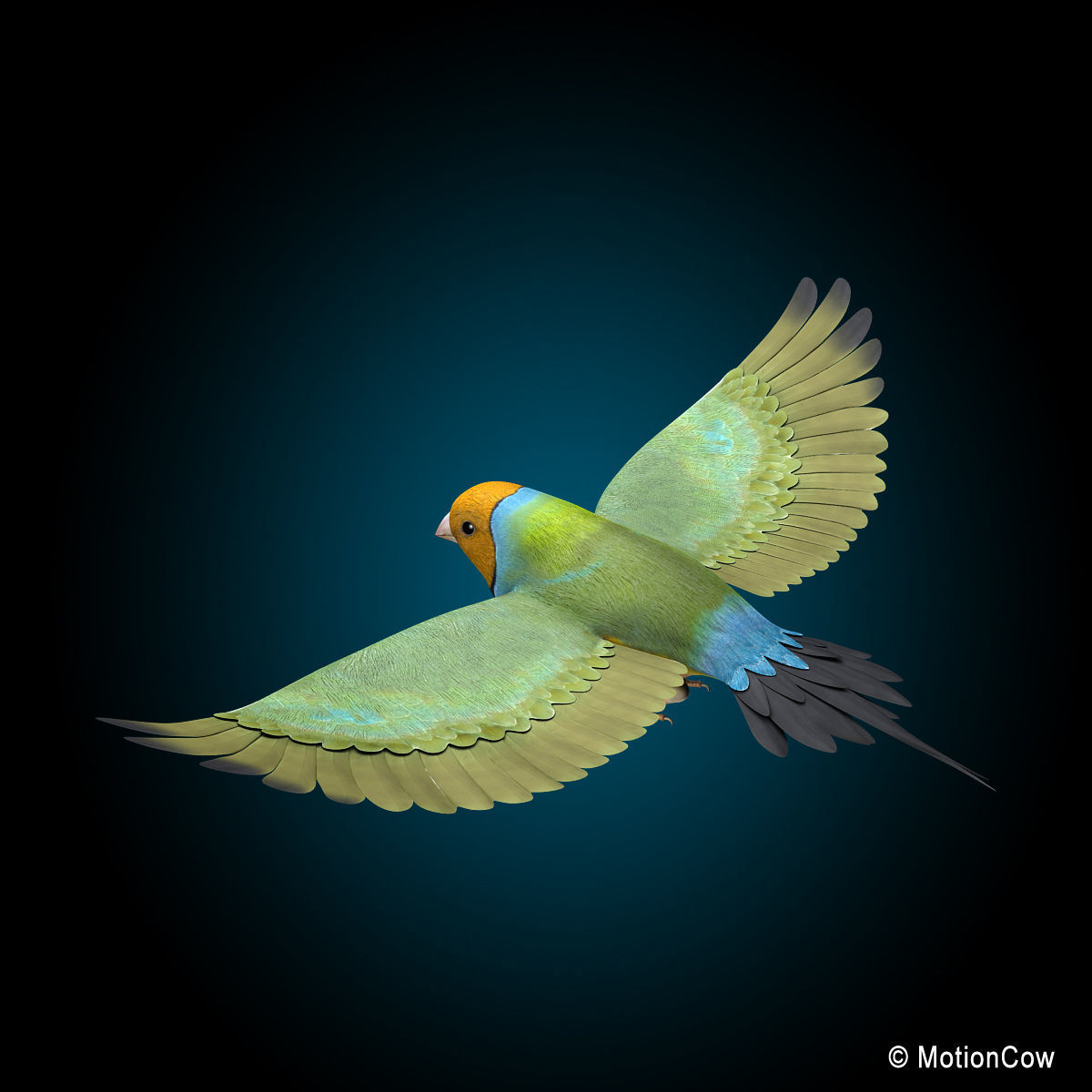 Finch - Flight 3D model_7