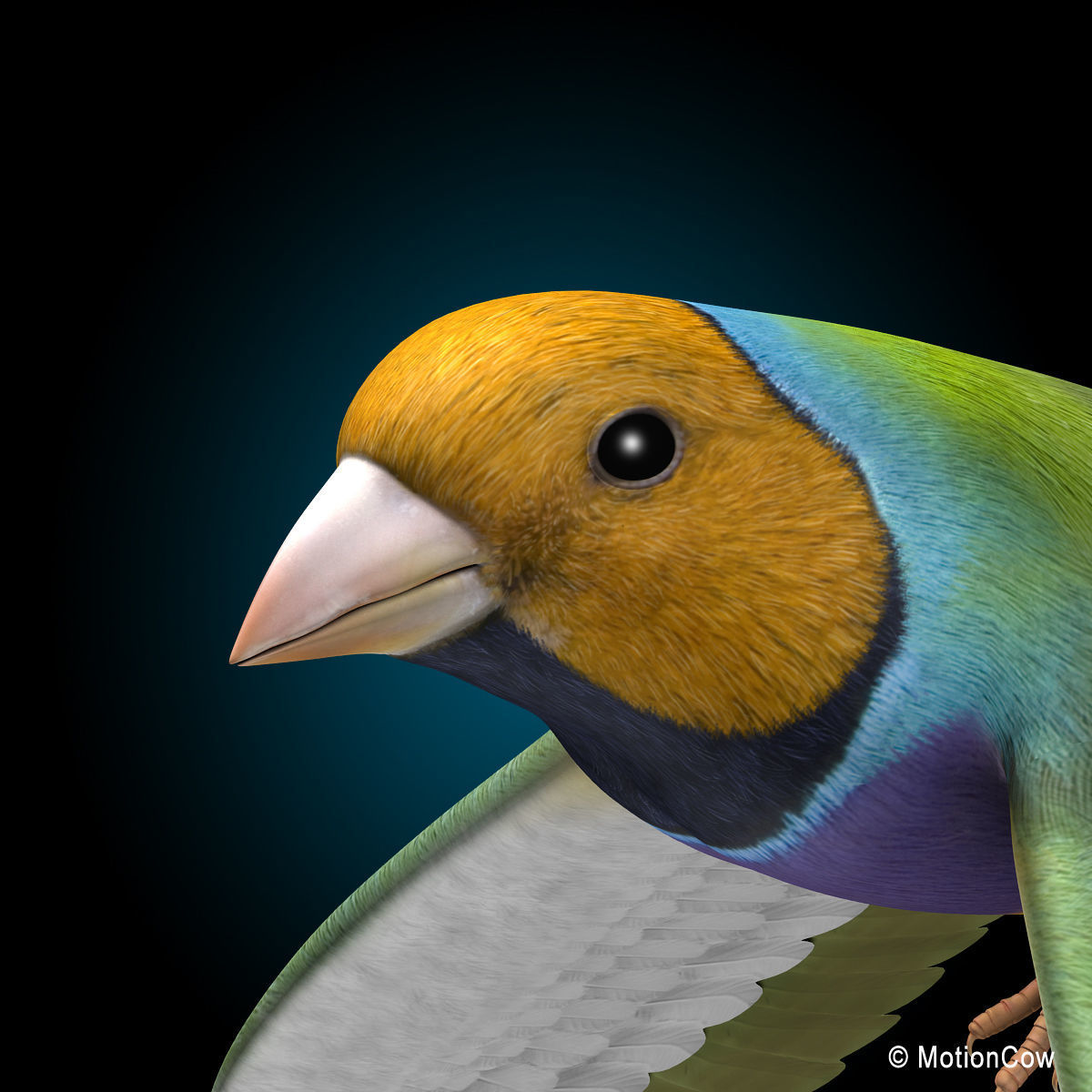 Finch - Flight 3D model_12