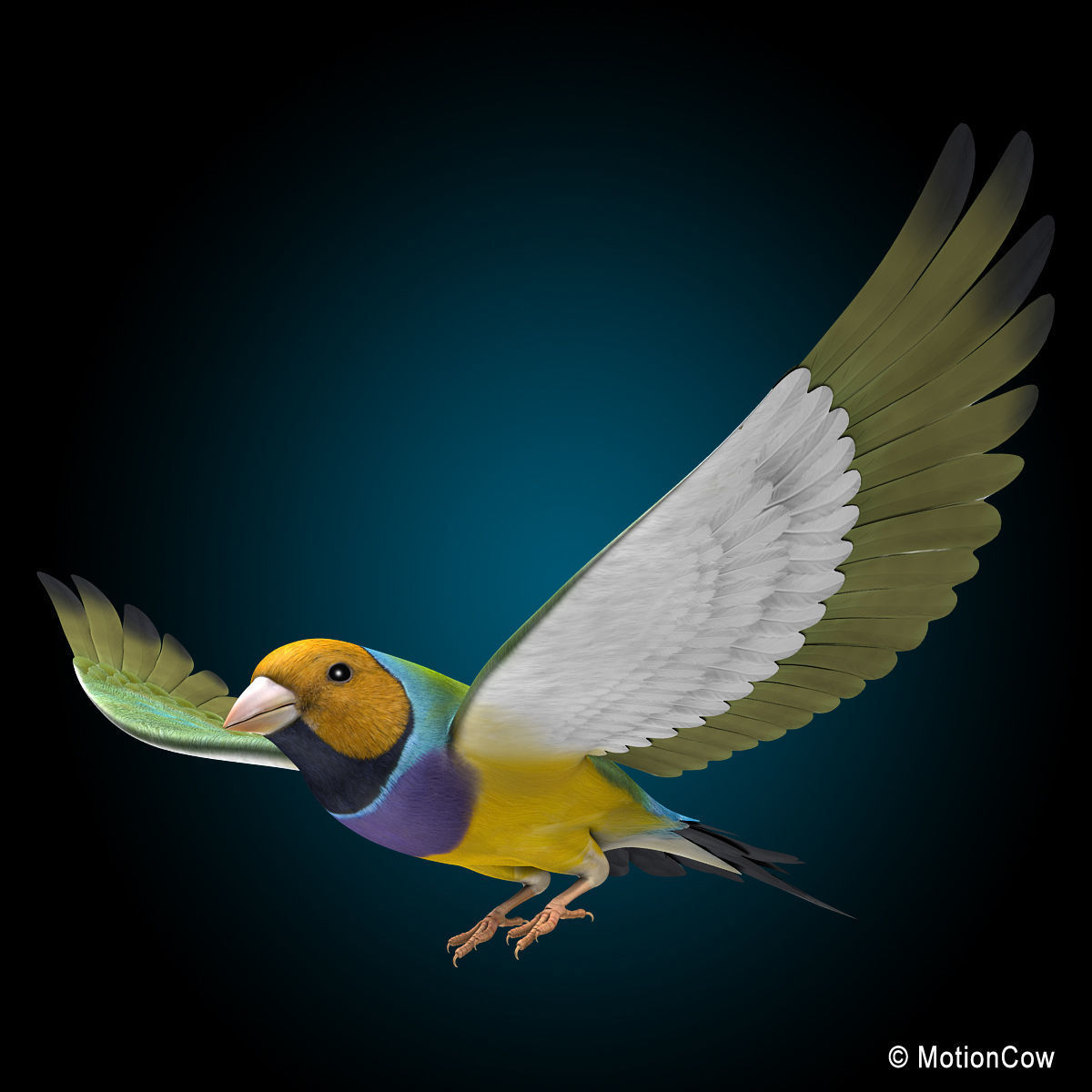 Finch - Flight 3D model_3