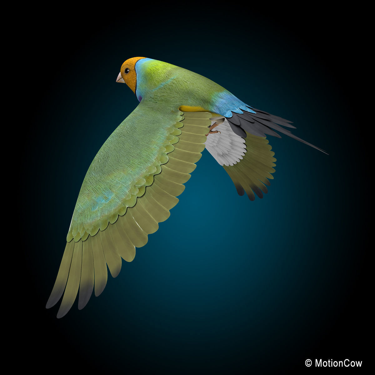 Finch - Flight 3D model_11
