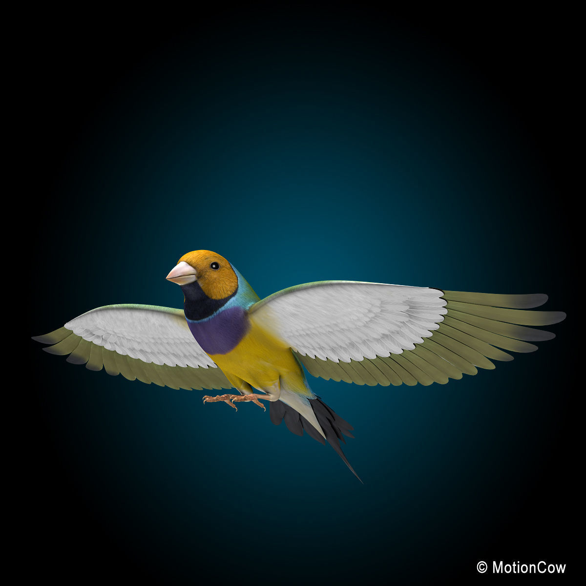 Finch - Flight 3D model_15