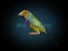 Finch - Wings Folded 3D model_1