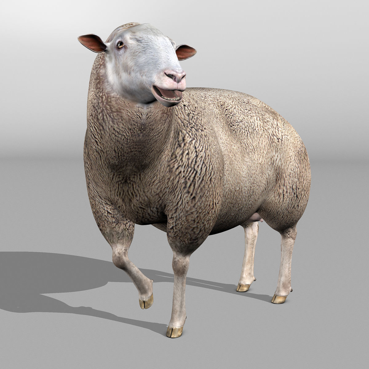 Sheep 3D model_2