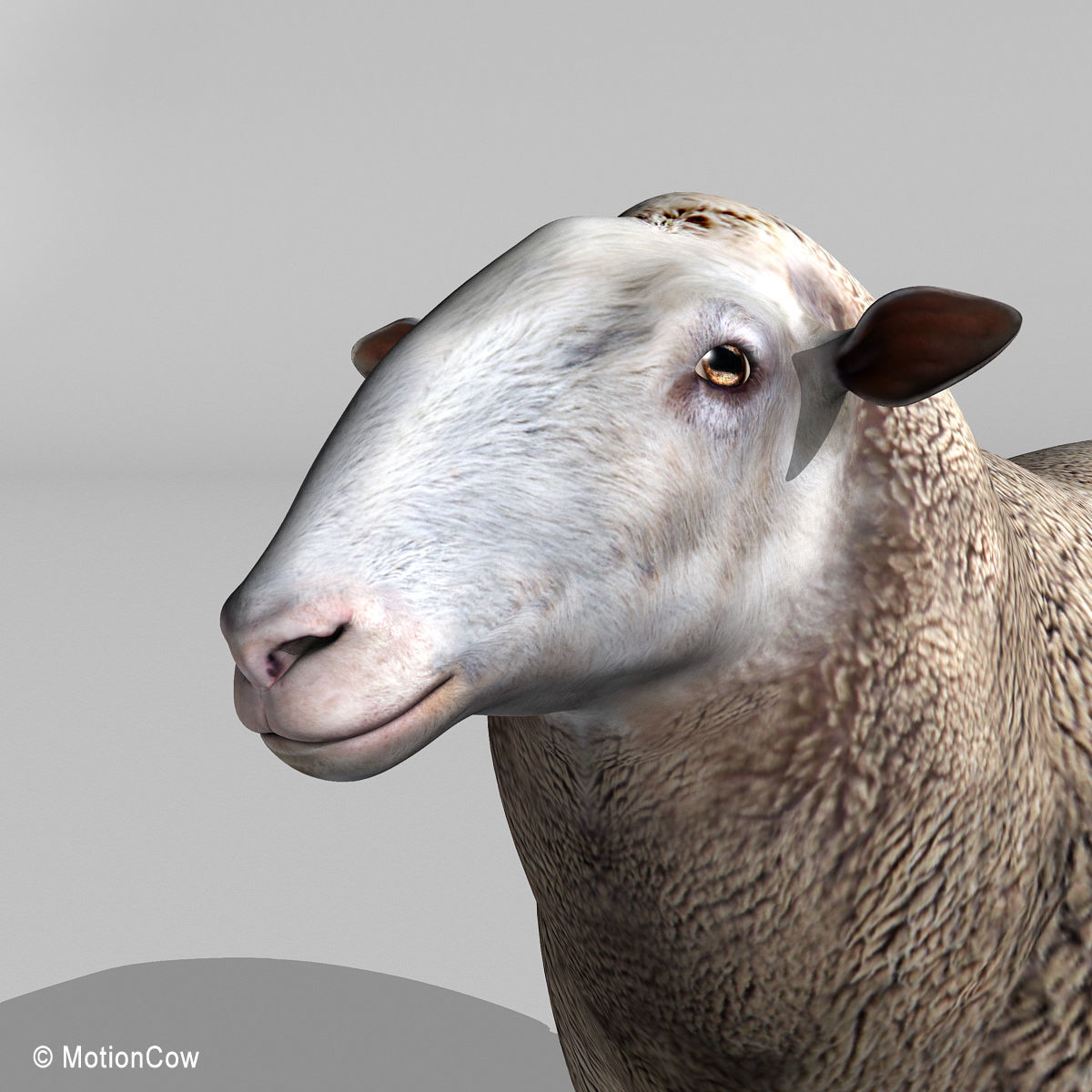 Sheep 3D model_7