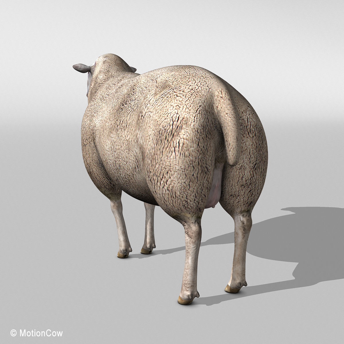 Sheep 3D model_4