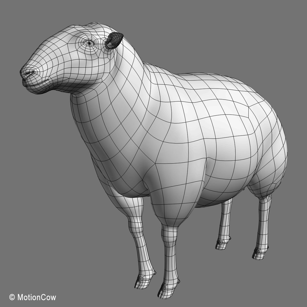 Sheep 3D model_12