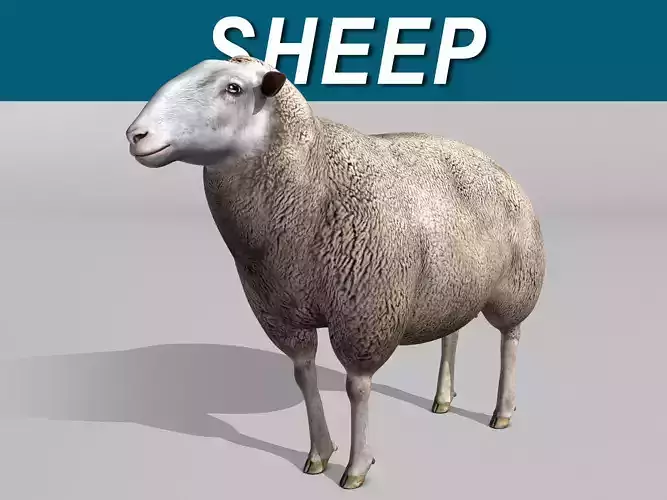 Sheep 3D model