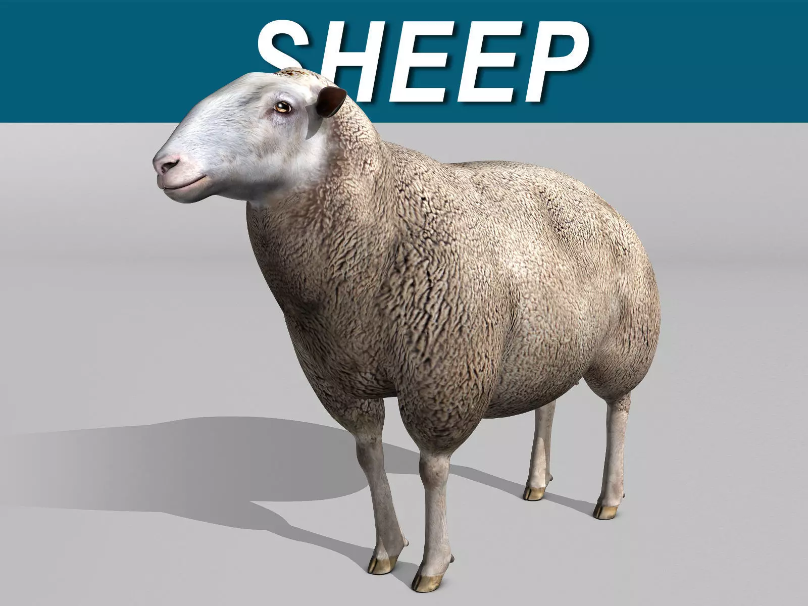 Sheep 3D model_0
