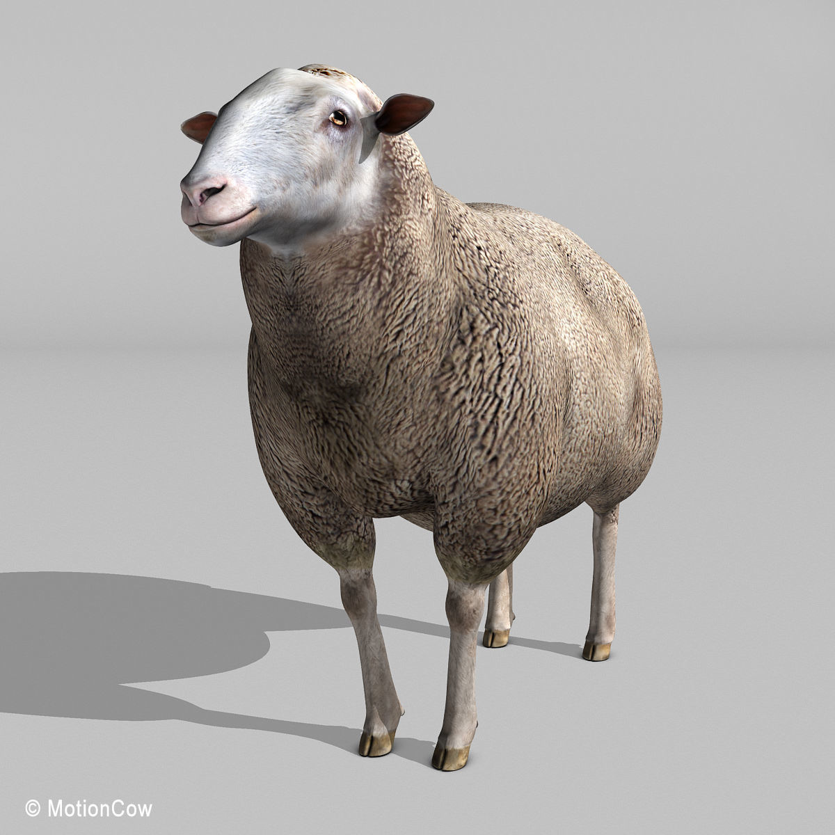 Sheep 3D model_6