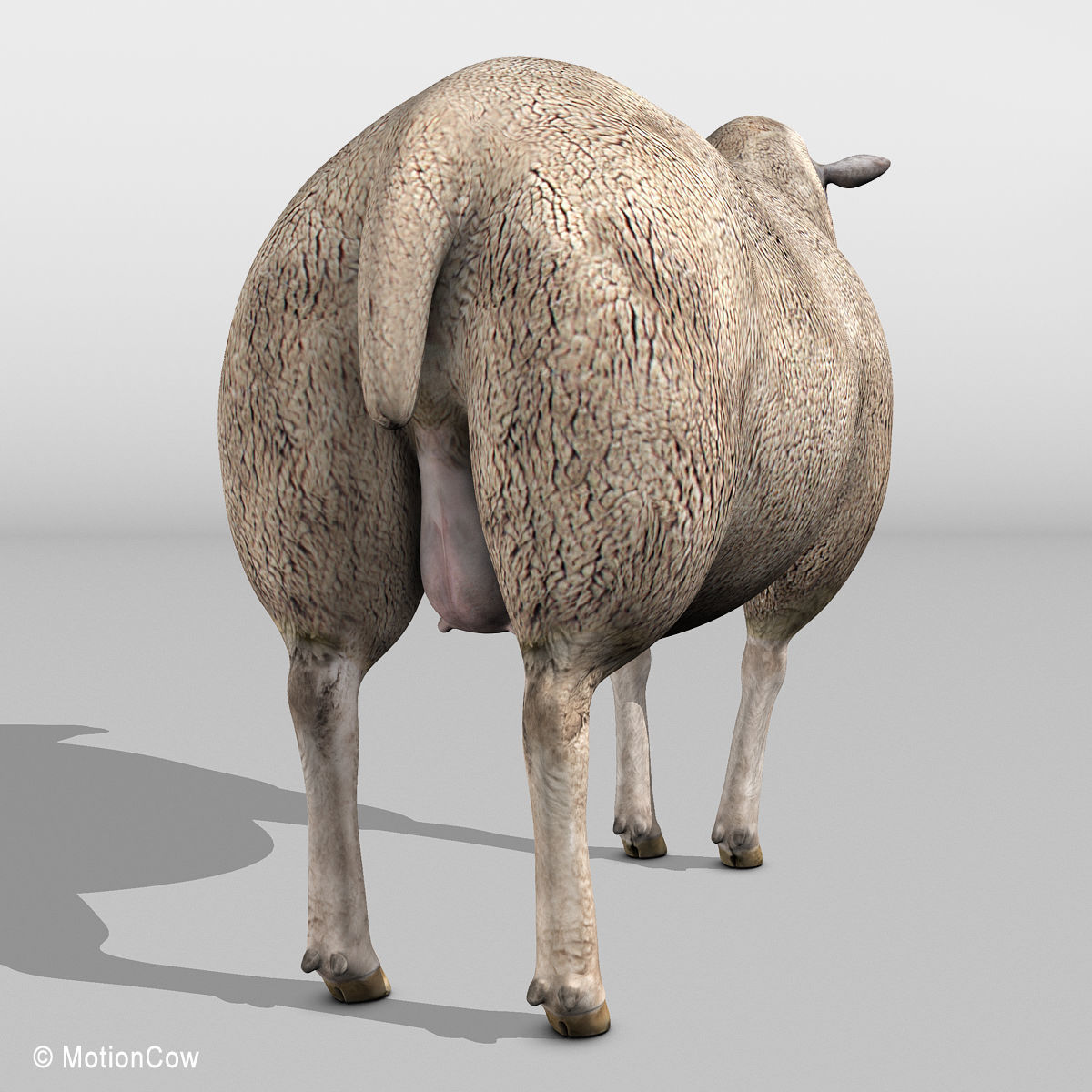 Sheep 3D model_9