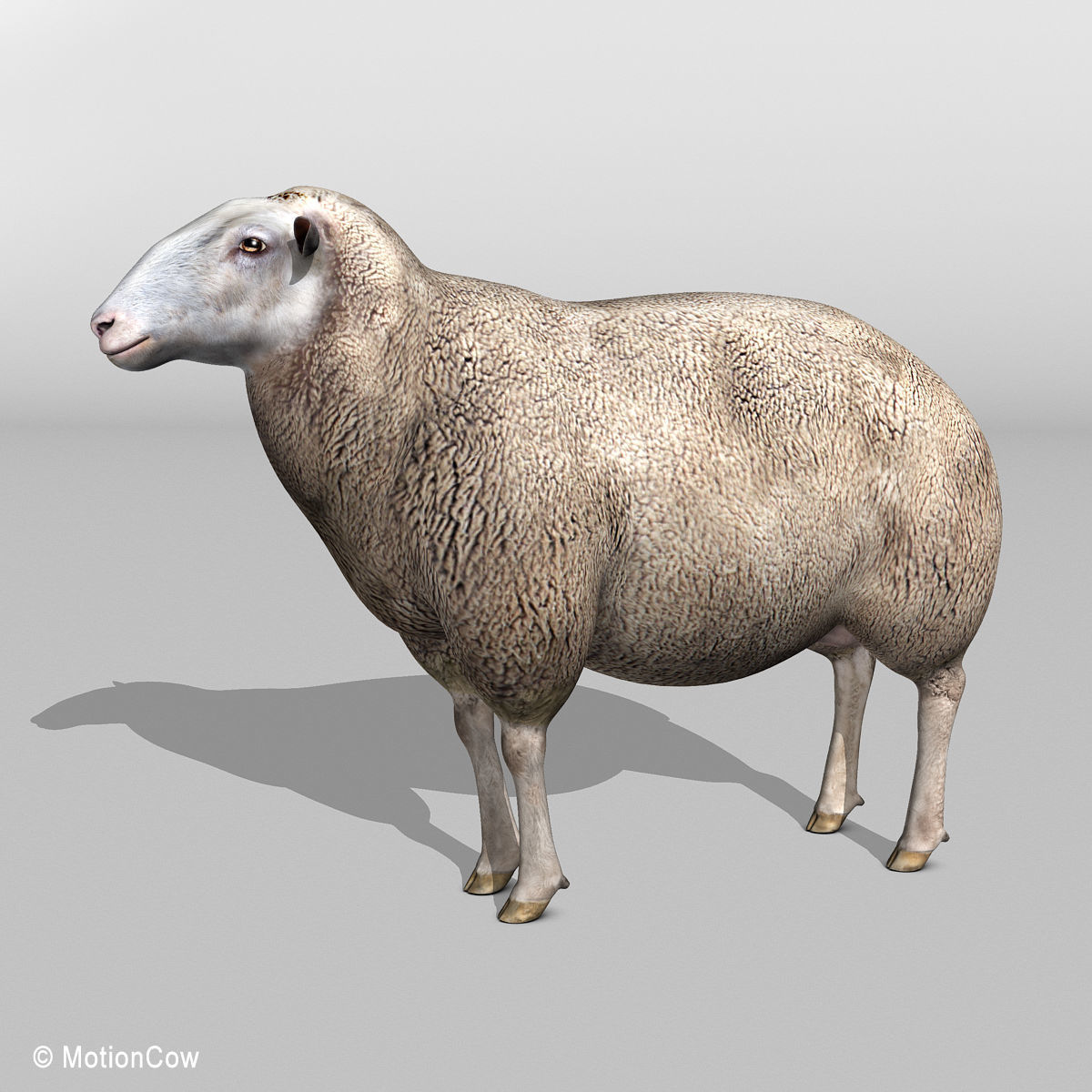 Sheep 3D model_5