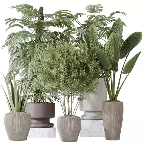 Indoor plants set 102 Large Leaf Form Swiss Cheese