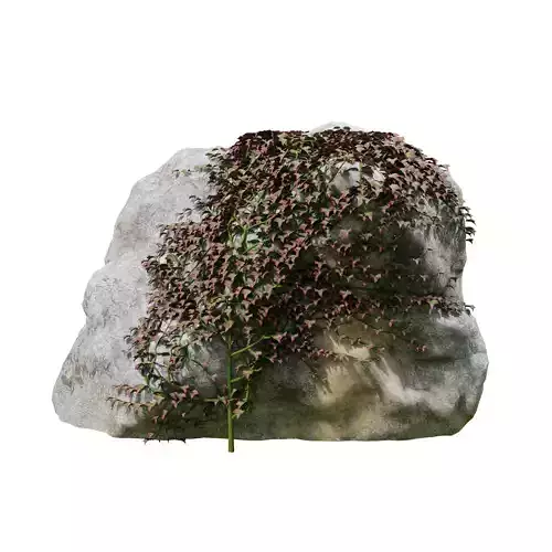 Parthenocissus Ivy on Rock 3D Model Low-poly 3D model