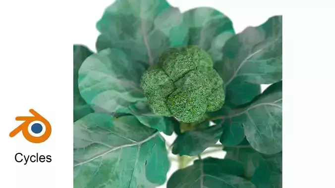 broccoli plant 3D model