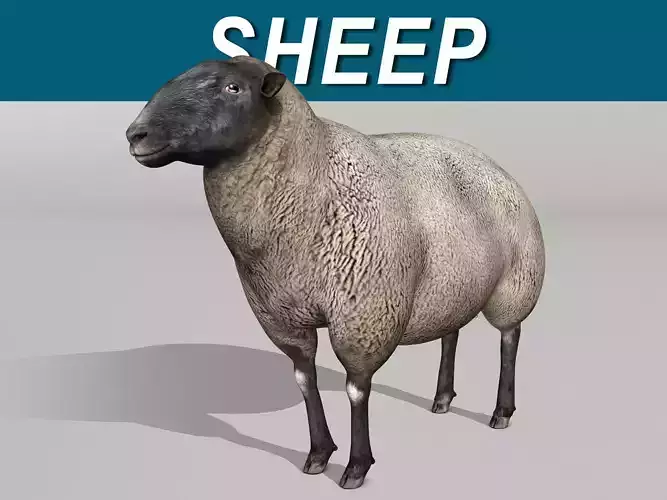 Black Sheep 3D model