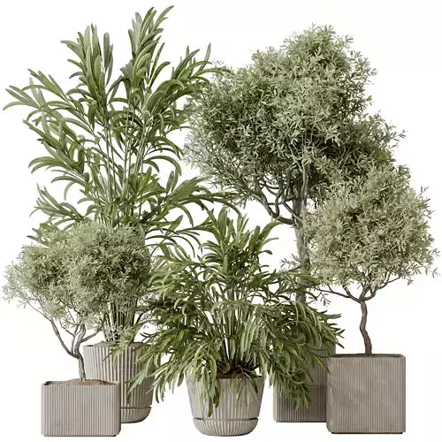 Indoor plants set 109 Dypsis Lutescens Areca Palm