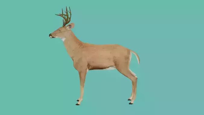 lowpoly deer 3d