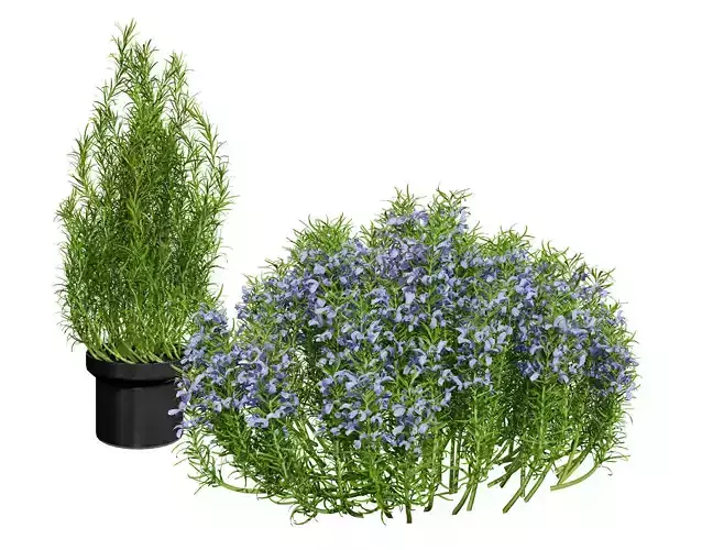 potted rosmarinus officinalis plant