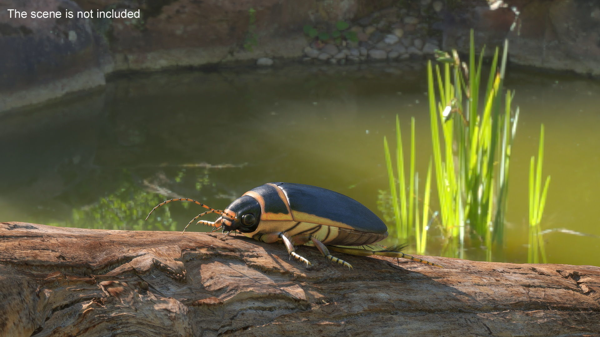 Insect Water Beetle Brown Realistic Rigged 3D model