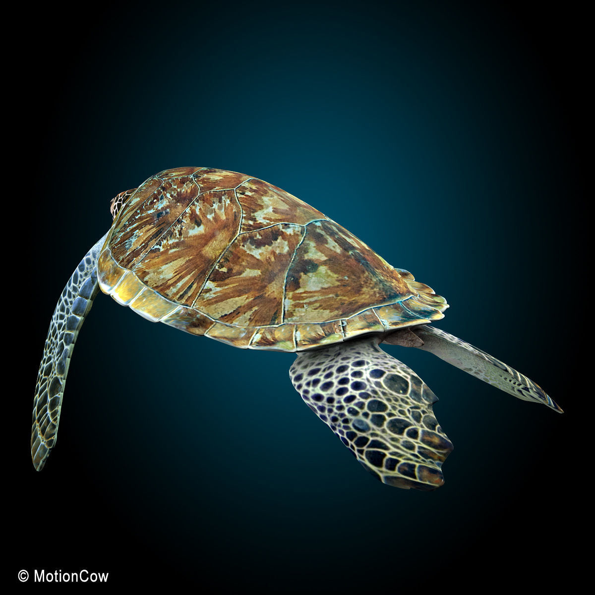 Turtle 3D model_5