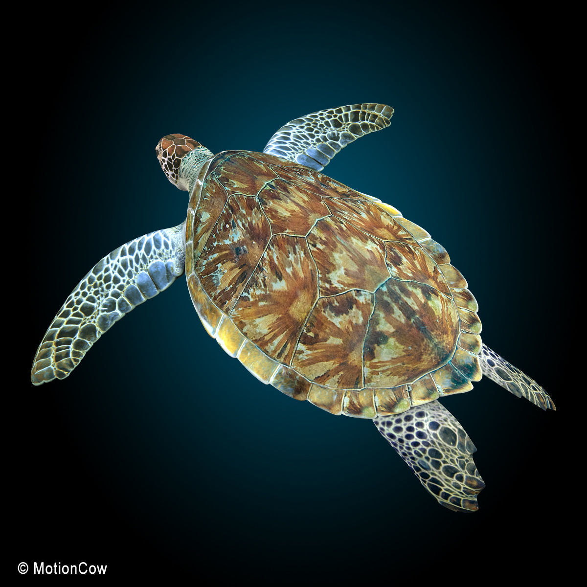 Turtle 3D model_6