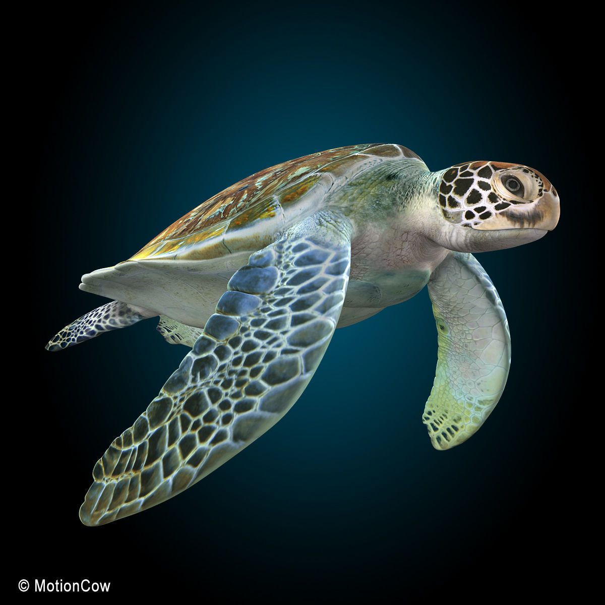 Turtle 3D model_2