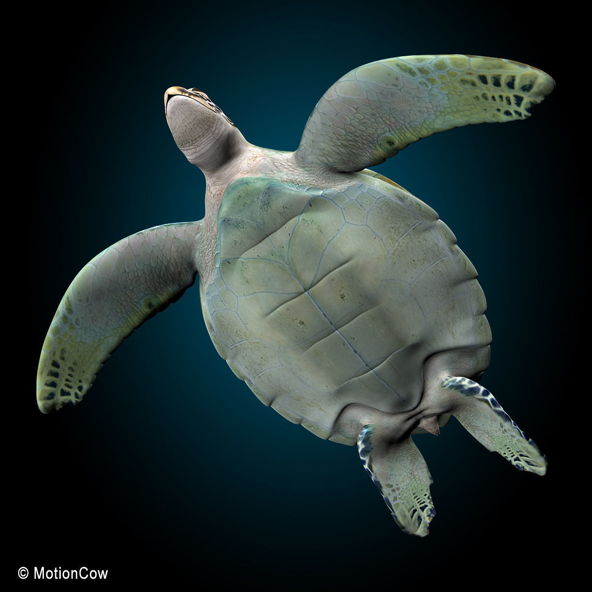 Turtle 3D model_9