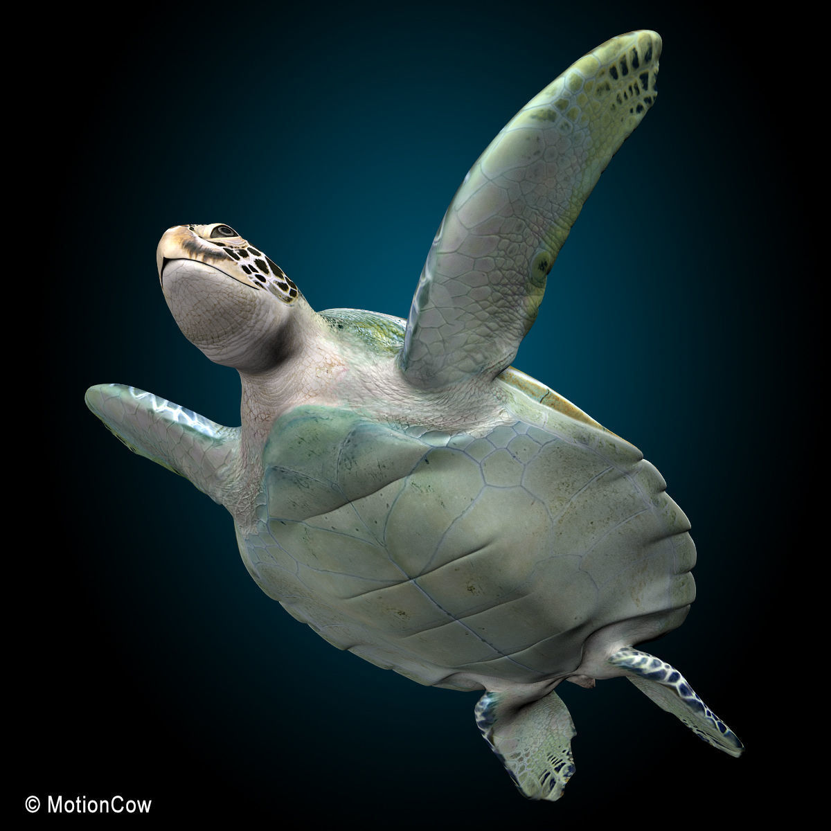 Turtle 3D model_15