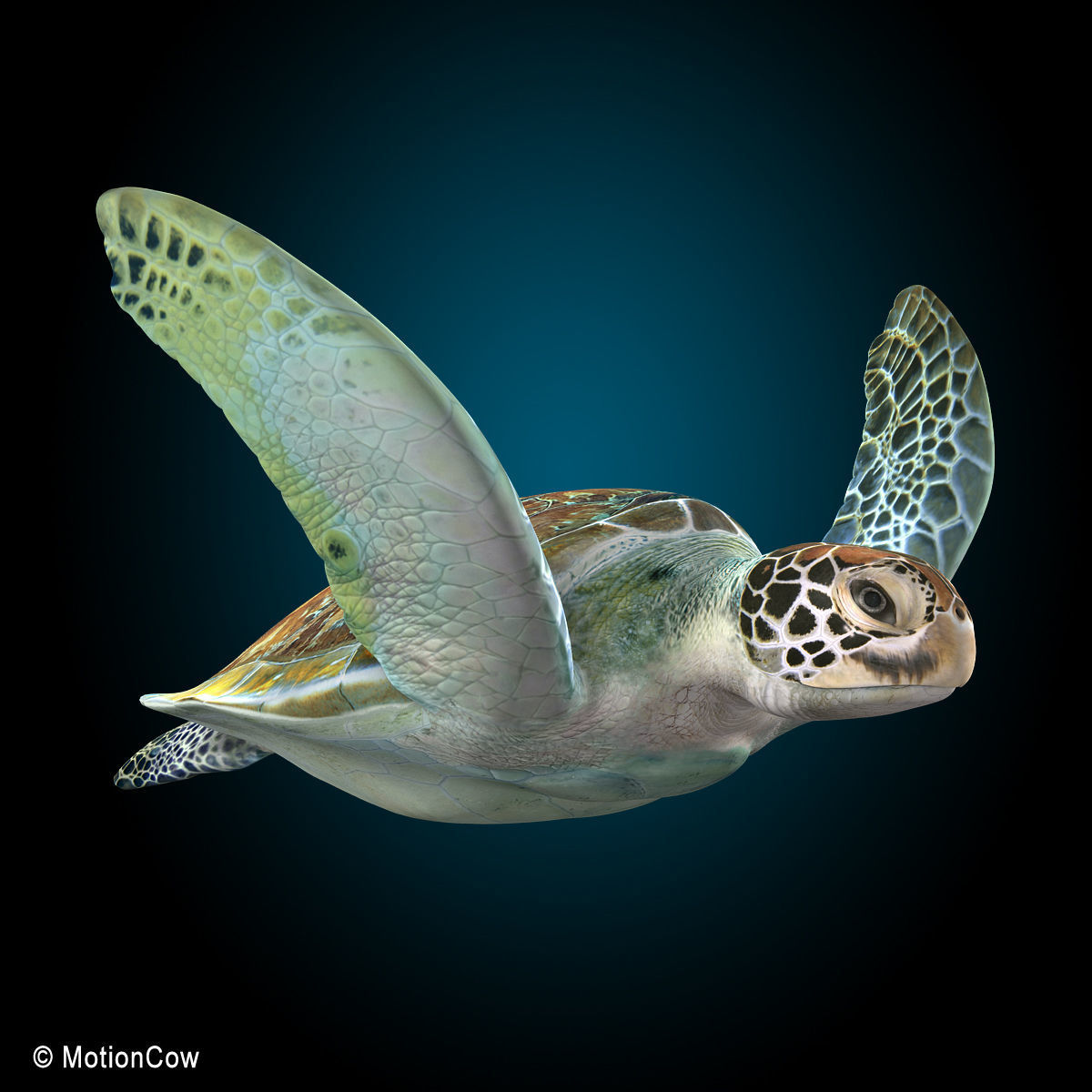 Turtle 3D model_3
