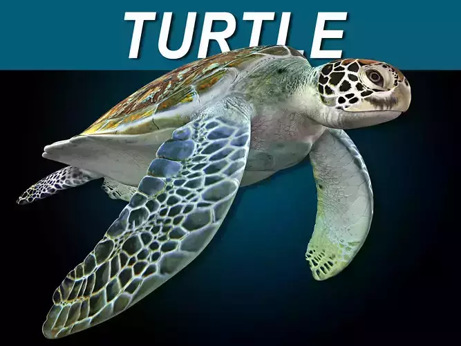 Turtle