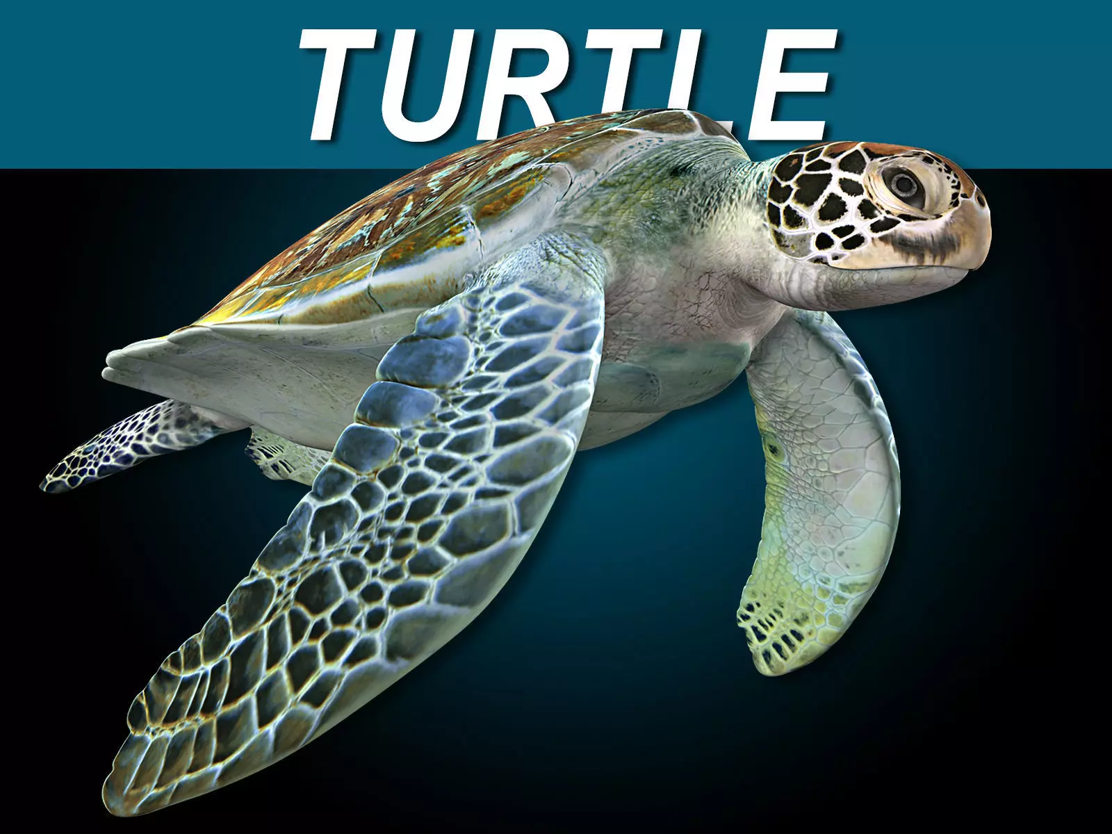 Turtle 3D model_0