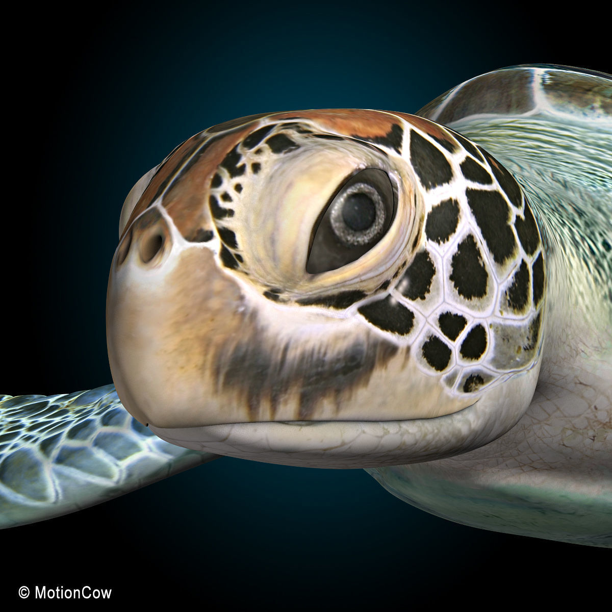 Turtle 3D model_10