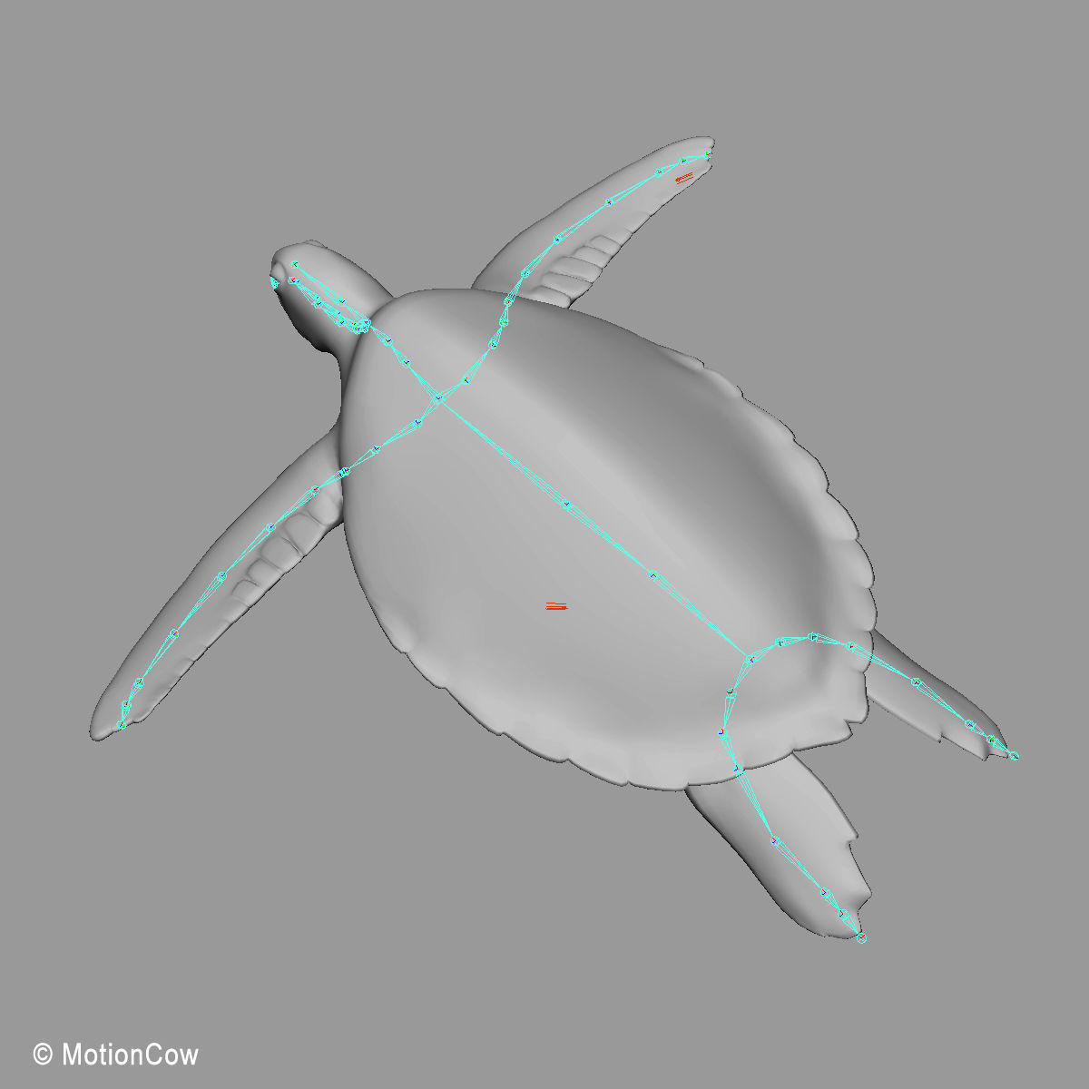 Turtle 3D model_17