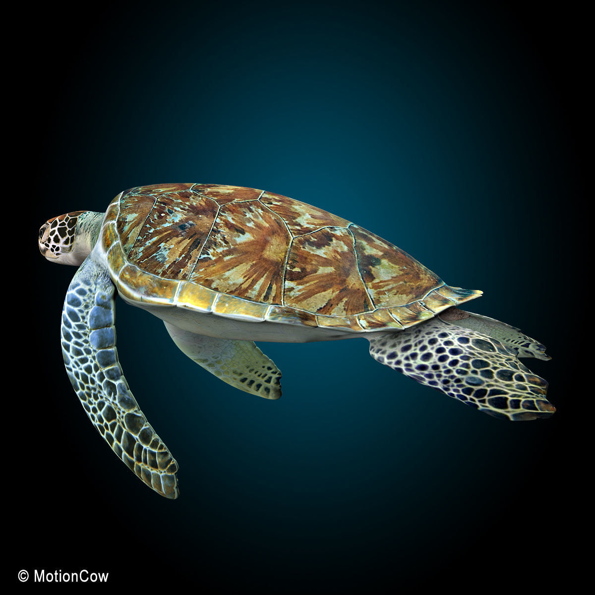 Turtle 3D model_8