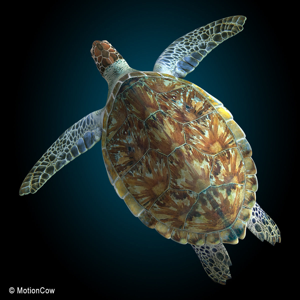 Turtle 3D model_14