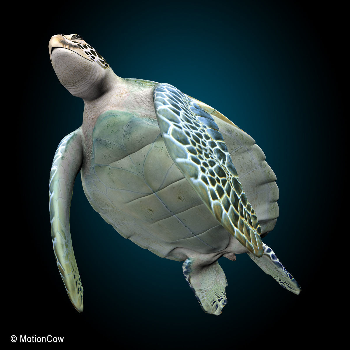 Turtle 3D model_16