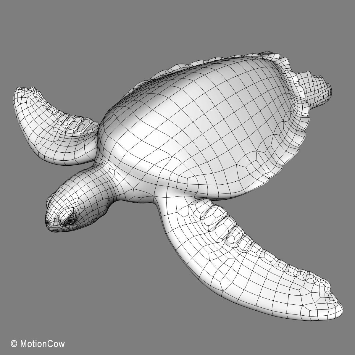 Turtle 3D model_18