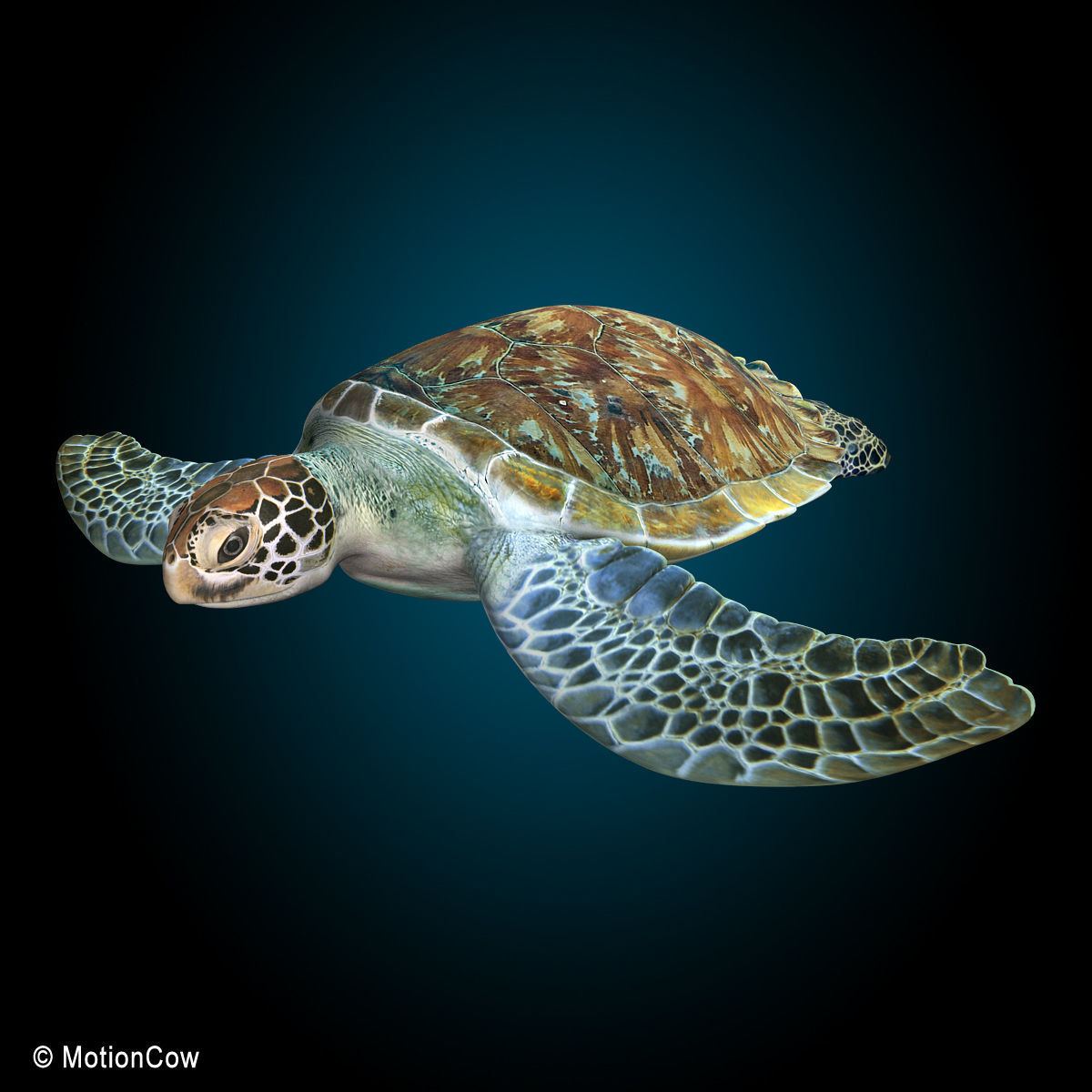 Turtle 3D model_12