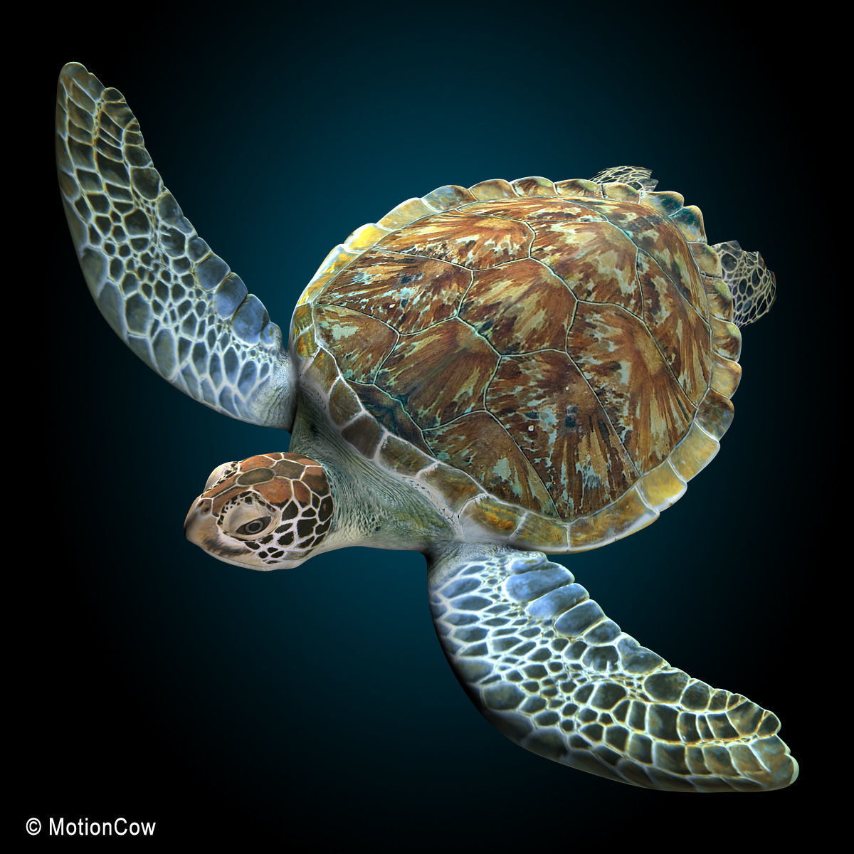 Turtle 3D model_4