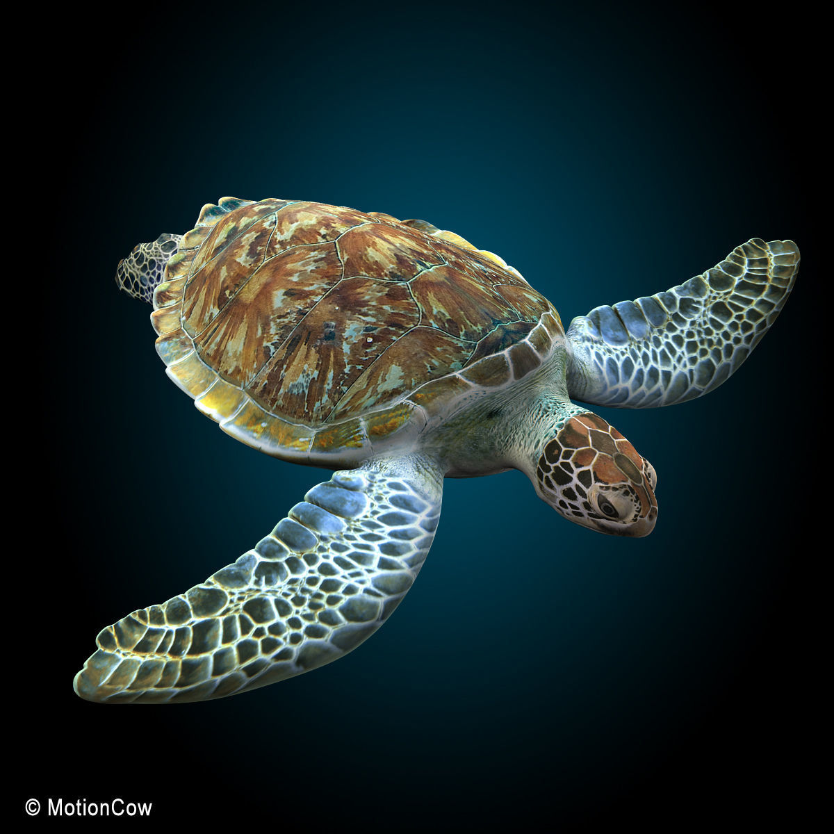 Turtle 3D model_13