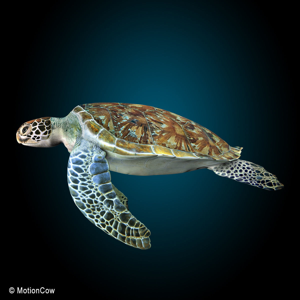Turtle 3D model_7
