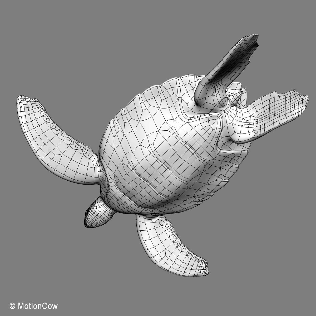 Turtle 3D model_19